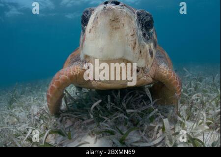 Enorme loggerhead tartaruga marina ritratto Foto Stock