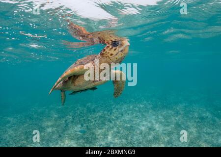La satura della testa di loggerhead sta prendendo un respiro sott'acqua alla barriera corallina di Belize Foto Stock