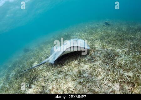 La stingray dei Caraibi (Stiracura schmardae) sta nuotando sull'erba del mare presso la barriera corallina del Belize. Foto Stock