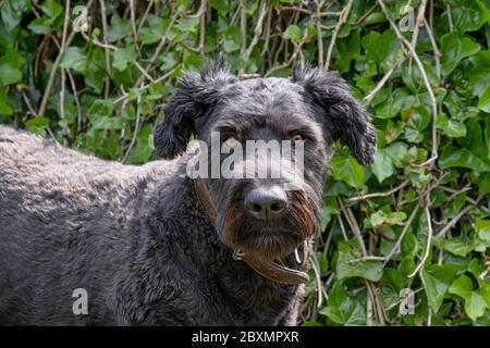 Ritratto di Bouvier Des Flandres, occhi arancioni, su sfondo verde naturale Foto Stock