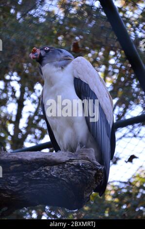 Avvoltoio re, papa di Sarcoranfus nello zoo di Francoforte Foto Stock