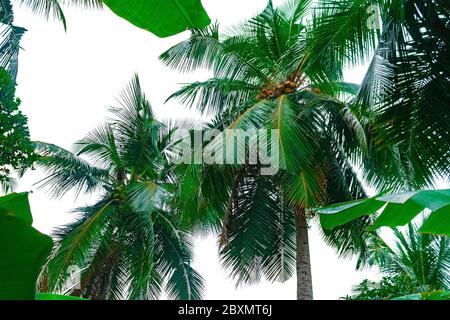 Vista delle palme dal basso, isolata su sfondo bianco Foto Stock