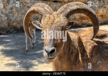 Ritratto di un mouflon maschio Foto Stock