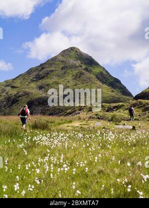 Escursionisti trekking fino Cnicht montagna con comune boschivo cotone erba che cresce in brughiera nel Parco Nazionale Snowdonia in estate. Croesor Gwynedd Galles Regno Unito Foto Stock