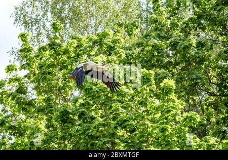 Cicogna bianca e bianca nera Ciconia vola in aria all'aperto in primavera. Foto Stock