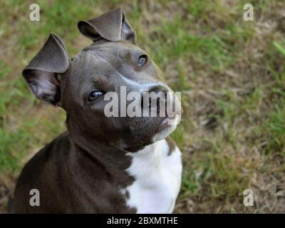 animale cane di compagnia american staffordshire terrier amstaff pit-bull grigio blu bianco Foto Stock