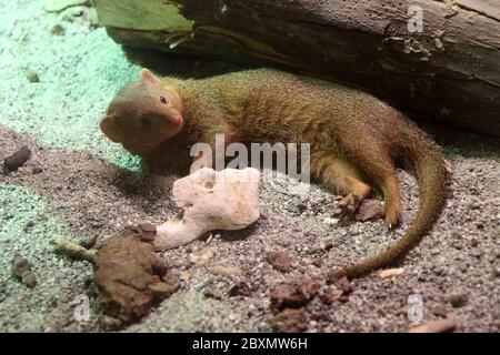 Nani mongooses nella savana Foto Stock