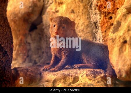 Nani mongooses nella savana Foto Stock