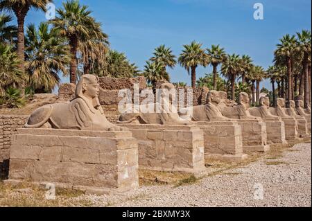 Antico viale egiziano di sfingi contro sfondo blu cielo al tempio di Luxor Foto Stock