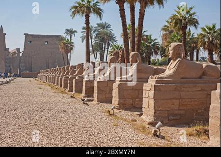 Antico viale egiziano di sfingi sulla strada di ingresso al tempio di Luxor con pilone in background Foto Stock