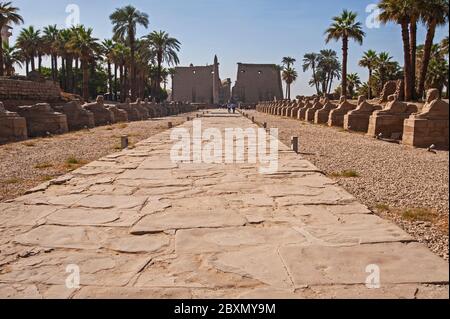 Antico viale egiziano di sfingi sulla strada di ingresso al tempio di Luxor con pilone in background Foto Stock