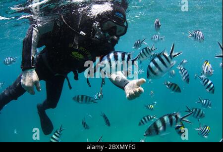 (200608) -- HAIKOU, 8 giugno 2020 (Xinhua) -- UN membro del personale si tuffa nella zona marina dell'isola di Wuzhizhou a Sanya, provincia di Hainan, nella Cina meridionale, 27 aprile 2020. Il ranch marino nell'area marina dell'Isola di Wuzhizhou a Sanya è il primo ranch marino tropicale della Cina. Negli ultimi anni, il ranch marino ha successivamente effettuato la posa artificiale della barriera corallina, il restauro dell'ambiente marino e il trapianto di corallo, promuovendo gradualmente la protezione e il ripristino dell'ecosistema marino. Entro la fine del 2019, un totale di 1,526 scogli artificiali di vario tipo, 21 scogli e una partita di vol Foto Stock