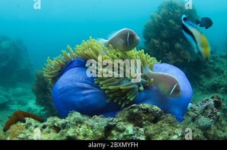 (200608) -- HAIKOU, 8 giugno 2020 (Xinhua) -- Foto scattata il 28 maggio 2020 mostra pesci e anemone di mare in un ranch marino nella zona di mare dell'isola di Wuzhizhou a Sanya, provincia di Hainan della Cina del sud. Il ranch marino nell'area marina dell'Isola di Wuzhizhou a Sanya è il primo ranch marino tropicale della Cina. Negli ultimi anni, il ranch marino ha successivamente effettuato la posa artificiale della barriera corallina, il restauro dell'ambiente marino e il trapianto di corallo, promuovendo gradualmente la protezione e il ripristino dell'ecosistema marino. Entro la fine del 2019, un totale di 1,526 scogli artificiali di varie tonnellate Foto Stock