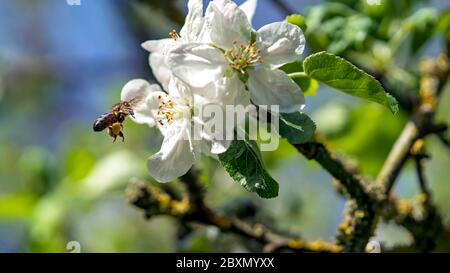 Ape raccolta fiori di mela polline Foto Stock