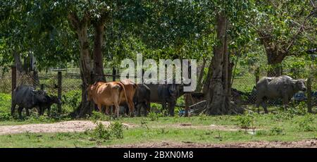 Un gruppo di bufali d'acqua che pascolano in un campo nella zona rurale di Kuala Kangsar, Perak, Malesia Foto Stock