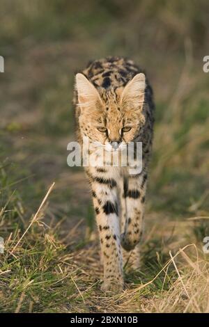 Serval, Felis Serval, Leptailurus serval Foto Stock