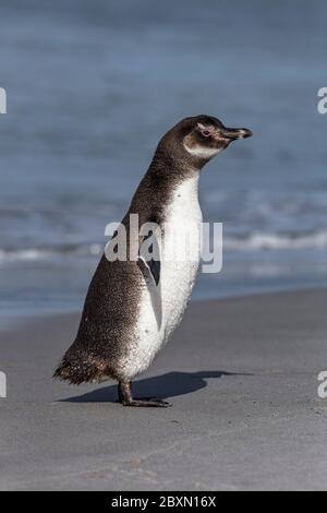 Magellanic Penguin Foto Stock