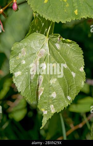 Vesciche bianche di acari di calce feltrate (Eriophyes leiosoma) sulla superficie inferiore delle foglie giovani di calce lievitata (Tilia cordata) Foto Stock