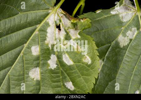 Vesciche bianche di acari di calce feltrate (Eriophyes leiosoma) sulla superficie inferiore delle foglie giovani di calce lievitata (Tilia cordata) Foto Stock