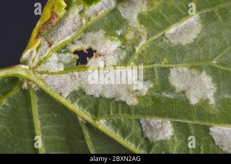 Vesciche bianche di acari di calce feltrate (Eriophyes leiosoma) sulla superficie inferiore delle foglie giovani di calce lievitata (Tilia cordata) Foto Stock