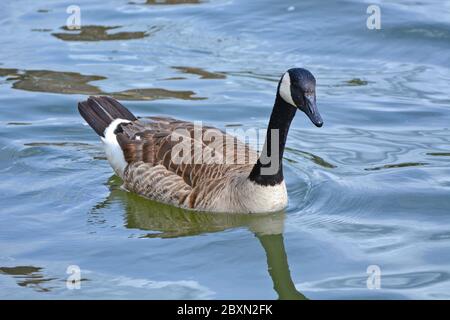 Una Canad Goose nuoto nel fiume Foto Stock