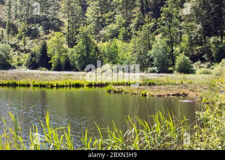 Lago nel bosco con fiori bianchi sull'isola di torba. Bellissimo paesaggio in montagna tedesca, giorno d'estate. Acqua, foresta, tranquillità. Nonnenmattweiher Foto Stock