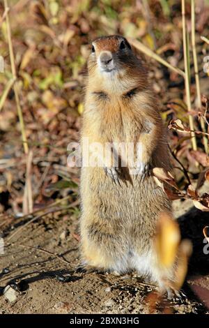 Scoiattolo artico, Alaska, Stati Uniti Foto Stock