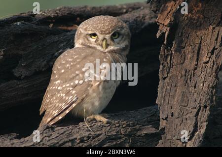 avvistato owlet, Athene brama Foto Stock