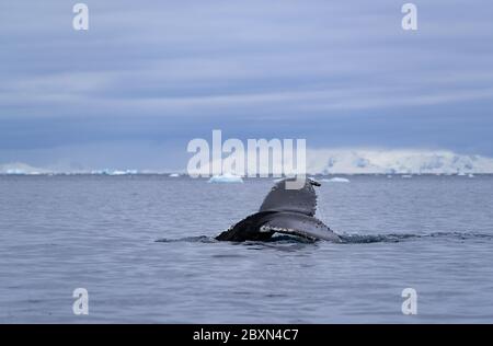 Racconto di una balena di ritorno in Antartide in "Paradise Bay" Foto Stock