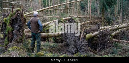 Un forestere si trova tra le radici degli alberi caduti ed è sconvolto dagli enormi danni che una tempesta ha causato alle foreste. Foto Stock