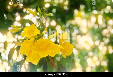 Bel fiore, fresco Tecoma Stans, giallo Trumpetbush, Bells, Vecchio, Ginger Thomas Blooming con foglie verdi sulla pianta in UNA mattina brillare. Foto Stock