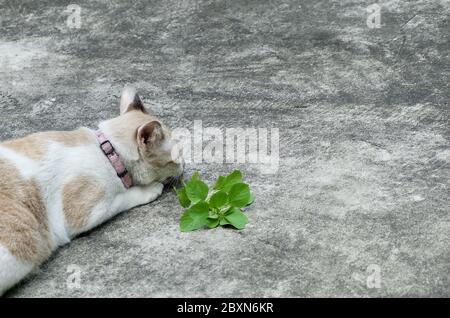 Gatto mangiare la radice di Acalyfa indiano, tre semi di mercurio seminato o di ortica indiana. La radice è attraente ai gatti domestici simili a Catnip. Foto Stock