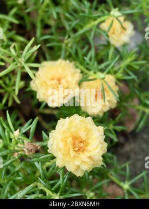 Fiore bello, porslane giallo fresco, Rosa Moss, Ten o'Clock, Rosa del sole o Fiori di Portulaca grandiflora con goccia di rugiada. Foto Stock