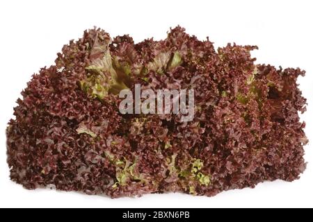 Lollo Rosso Foto Stock