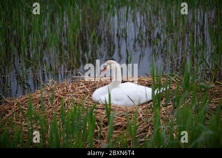 Un cigno muto seduto su Nest Foto Stock