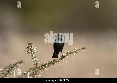 lamprotornis nitens, rosso-spalla lucida-starling Foto Stock