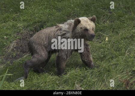 giovane orso bruno europeo, ursus arctos Foto Stock