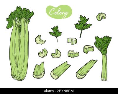 Il sedano è isolato su uno sfondo bianco. Illustrazione vettoriale nello stile di schizzo. Illustrazione Vettoriale