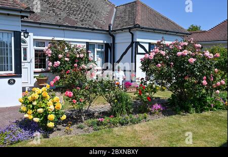 Anziana donna pensionata nei suoi anni 80 tendendo al suo cottage giardino rose UK Foto Stock