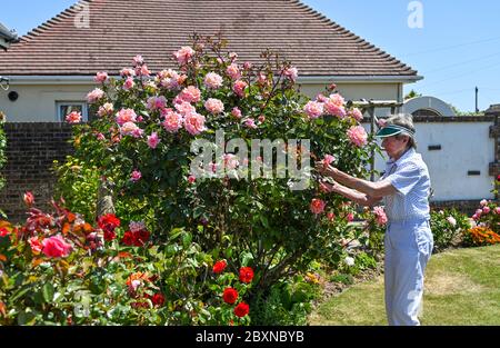 Anziana donna pensionata nei suoi anni 80 tendendo al suo cottage giardino rose UK Foto Stock