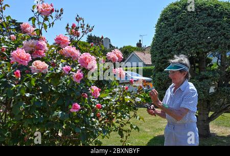 Anziana donna pensionata nei suoi anni 80 tendendo al suo cottage giardino rose UK Foto Stock