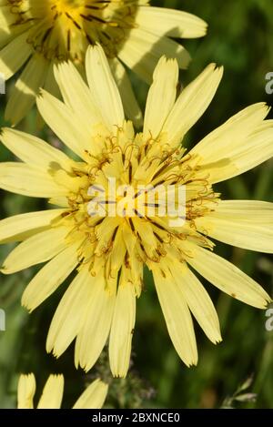 Fiori gialli di Prato Salsify, Tragopogon pretensis, asa Jack-go-to-bed-at-mezzogiorno, barba di capra o barba di capra Showy Foto Stock