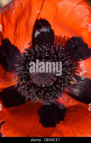 Fiore dettaglio & Stamens di Papaver orientale Rosso papaver orientale Foto Stock