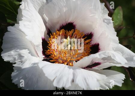 Peonia dell'albero, fiore bianco delicato di Blooms, primo piano Foto Stock