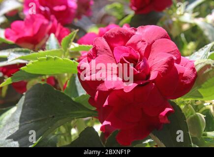 Le profonde fioriture rosse di Impatiens walleriana fiesta 'Bonita Burgundy'. Una varietà inconsueta a doppia fioritura della pianta di Busy Lizzie comune. Foto Stock