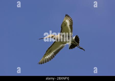 Godwit dalla coda nera, Limosa, Limosa, Europa Foto Stock