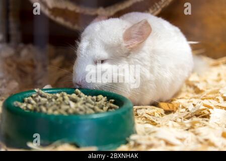 Una piccola chinchilla bianca si siede vicino ad un piatto con il cibo Foto Stock