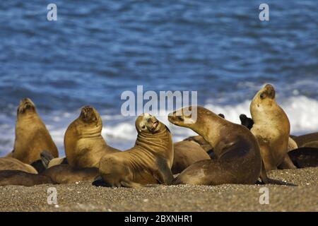 Colonia leone del Mare del Sud, penisola Valdes, Argentina Foto Stock