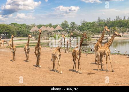 Giraffe nel Safari World Zoo di Bangkok in una serata estiva Foto Stock