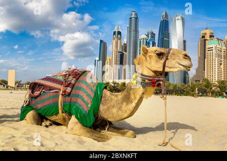 Cammello di fronte al porto turistico di Dubai in una giornata estiva, Emirati Arabi Uniti Foto Stock